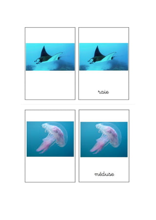 Nomenclature animaux marins