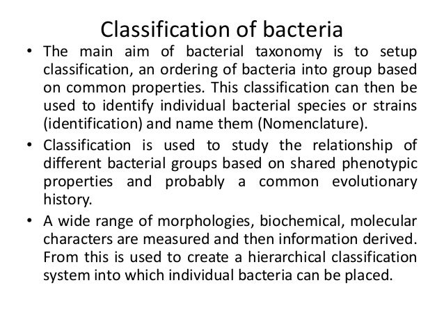 bacteria classification