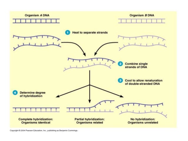 Nomenclature, classification and identification of bacteria