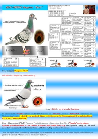 Be14-1023912 Daughter "Bolt" 
Full Sister 1er Collégien '13, 1er Pitihiviers '13,... 
Avec « BOLT » 1er provincial Argenton, 
Ils ont introduit le « GEERT » (direct Erik LIMBOURG) croisé sur « ALEXIA », soeur de « POSEIDON » et mère du 1er Narbonne local en 2012. « BOLT » est un demi- frère à « AMALIA », 1e As-Pigeon national de grand demi-fond RFCB 2011 Casaert-Sénéchal. 
Père : BE11-9062578 "Bolt" Vainqueur Provincial Argenton 1.864p., est un demi-frère à "Amalia" 1er As pigeon national grand demi-fond '11, 1er Vierzon 6.659p La plus rapide de 17.721p, 1er Argenton 1.289p, 2e National Zone La Souterraine & 10e National Zone La Chatre 7.487p chez Casaert-Sénéchal. 
"Bolt" est le père du 1er Pithiviers '13, 1er Collégien '13, 2e St Quentin '13, Bolt est un fils de "Geert" origine Erik Limbourg, un géniteur de talents & "Alexia" soeur de "Poséidon", "Cahors", ...  