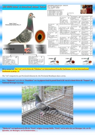 BE12-9052716 The"716" est le frère de "Chelsea" 2e International femelle Narbonne '11 & 3e International Narbonne 9.961p. '11 
The "716" remporte les 42e Provincial Libourne & 176e Provincial Montluçon dans 2.007p. 
Père : "Djokovic" est le fils de "Poséidon" 1er As pigeon fond & grand fond LCB '09 & le demi-frère de "Topaze" 3e National Bourges 19.024p. 
"Djokovic" est également le fils de "Paris" origine George Bolle, "Paris" est la mère de 1er Bourges '06, 1er St Quentin, 1er Bourges, 1er la Souterraine, ...  