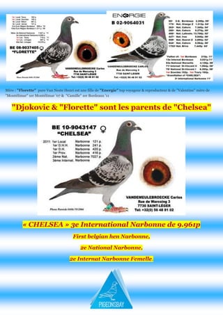 Mère : "Florette" pure Van Neste Henri est une fille de "Energie" top voyageur & reproducteur & de "Valentine" mère de "Montélimar" 1er Montélimar '07 & "Camille" 1er Bordeaux '11 "Djokovic & "Florette" sont les parents de "Chelsea" 
« CHELSEA » 3e International Narbonne de 9.961p First belgian hen Narbonne, 2e National Narbonne, 2e Internat Narbonne Femelle. 
 