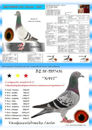 BE12-9052752 "Demi frère de Xavi" & petit fils du"Geert" Erik Limbourg 
 