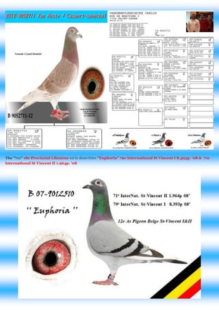The "711" 18e Provincial Libourne est le demi-frère "Euphoria" 79e International St Vincent I 8.393p. '08 & 71e International St Vincent II 1.964p. '08 
 
