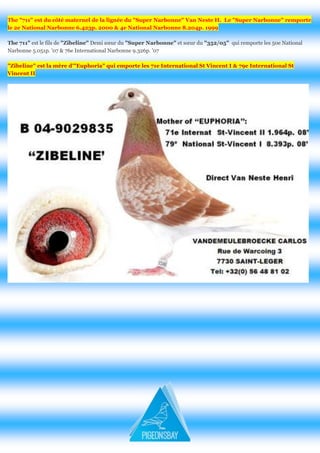 The "711" est du côté maternel de la lignée du "Super Narbonne" Van Neste H. Le "Super Narbonne" remporte le 2e National Narbonne 6.423p. 2000 & 4e National Narbonne 8.204p. 1999 
The 711" est le fils de "Zibeline" Demi soeur du "Super Narbonne" et soeur du "352/05" qui remporte les 50e National Narbonne 5.051p. '07 & 76e International Narbonne 9.326p. '07 "Zibeline" est la mère d'"Euphoria" qui emporte les 71e International St Vincent I & 79e International St Vincent II 
 