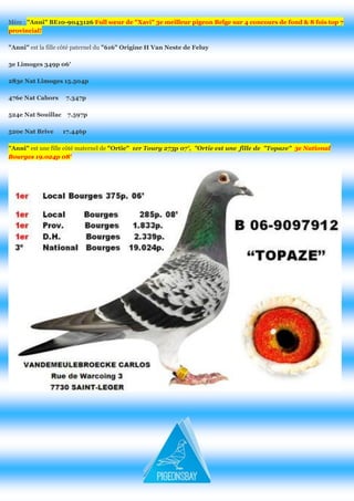 Mère : "Anni" BE10-9043126 Full soeur de "Xavi" 3e meilleur pigeon Belge sur 4 concours de fond & 8 fois top 7 provincial! 
"Anni" est la fille côté paternel du "616" Origine H Van Neste de Feluy 
3e Limoges 349p 06' 
283e Nat Limoges 15.504p 
476e Nat Cahors 7.347p 
524e Nat Souillac 7.597p 
520e Nat Brive 17.446p "Anni" est une fille côté maternel de "Ortie" 1er Toury 273p 07', "Ortie est une fille de "Topaze" 3e National Bourges 19.024p 08' 
