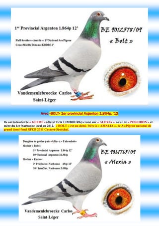 Avec «BOLT» 1er provincial Argenton 1.864p. ‘12 
Ils ont introduit le « GEERT » (direct Erik LIMBOURG) croisé sur « ALEXIA », soeur de « POSEIDON » et mère du 1er Narbonne local en 2012. « BOLT » est un demi- frère à « AMALIA », 1e As-Pigeon national de grand demi-fond RFCB 2011 Casaert-Sénéchal. 
 