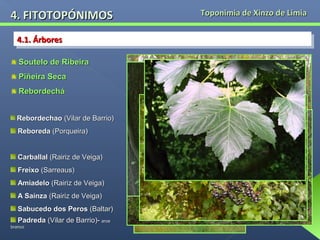 4. FITOTOPÓNIMOS
4.1. Árbores
4.1. Árbores
Soutelo de Ribeira
Piñeira Seca
Rebordechá
Rebordechao (Vilar de Barrio)
Reboreda (Porqueira)
Carballal (Rairiz de Veiga)
Freixo (Sarreaus)
Amiadelo (Rairiz de Veiga)
A Saínza (Rairiz de Veiga)
Sabucedo dos Peros (Baltar)
Padreda (Vilar de Barrio)- arce
branco

Toponimia de Xinzo de Limia

 