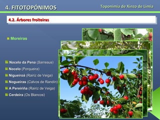4. FITOTOPÓNIMOS
4.2. Árbores froiteiras
4.2. Árbores froiteiras

Moreiras

Nocelo da Pena (Sarreaus)
Nocelo (Porqueira)
Nigueiroá (Rairiz de Veiga)
Nogueiras (Calvos de Randín)
A Pereiriña (Rairiz de Veiga)
Cerdeira (Os Blancos)

Toponimia de Xinzo de Limia

 