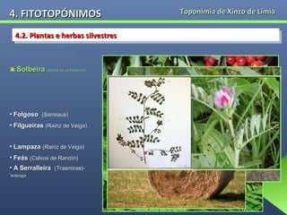 4. FITOTOPÓNIMOS
4.2. Plantas e herbas silvestres
4.2. Plantas e herbas silvestres

Solbeira (sorba ou uva espiña)

• Folgoso (Sarreaus)
• Filgueiras (Rairiz de Veiga)
• Lampaza (Rairiz de Veiga)
• Feás (Calvos de Randín)
• A Serralleira (Trasmiras)‘leitaruga’

Toponimia de Xinzo de Limia

 