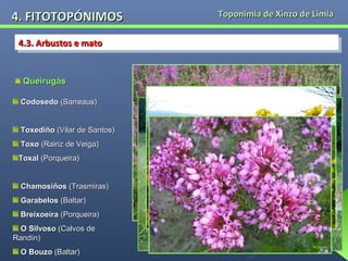 4. FITOTOPÓNIMOS
4.3. Arbustos e mato
4.3. Arbustos e mato
Queirugás
Codosedo (Sarreaus)
Toxediño (Vilar de Santos)
Toxo (Rairiz de Veiga)
Toxal (Porqueira)
Chamosiños (Trasmiras)
Garabelos (Baltar)
Breixoeira (Porqueira)
O Silvoso (Calvos de
Randín)
O Bouzo (Baltar)

Toponimia de Xinzo de Limia

 