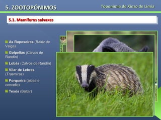 5. ZOOTOPÓNIMOS
5.1. Mamíferos salvaxes
5.1. Mamíferos salvaxes

As Raposeiras (Rairiz de
Veiga)
Golpellás (Calvos de
Randín)
Lobás (Calvos de Randín)
Vilar de Lebres
(Trasmiras)
Porqueira (aldea e
concello)
Texós (Baltar)

Toponimia de Xinzo de Limia

 