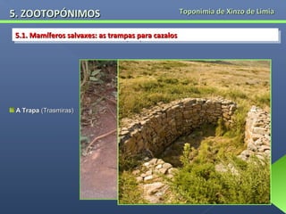 5. ZOOTOPÓNIMOS

Toponimia de Xinzo de Limia

5.1. Mamíferos salvaxes: as trampas para cazalos
5.1. Mamíferos salvaxes: as trampas para cazalos

A Trapa (Trasmiras)

 