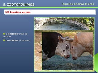 5. ZOOTOPÓNIMOS
5.2. Insectos e vermes
5.2. Insectos e vermes

O Mosqueiro (Vilar de
Santos)
Escornabois (Trasmiras)

Toponimia de Xinzo de Limia

 