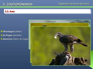 5. ZOOTOPÓNIMOS
5.3. Aves
5.3. Aves

Niñodaguia (Baltar)
As Pegas (Sandiás)
Azoreiros (Rairiz de Veiga)

Toponimia de Xinzo de Limia

 
