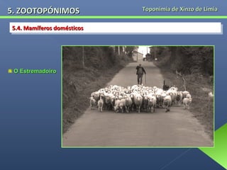 5. ZOOTOPÓNIMOS
5.4. Mamíferos domésticos
5.4. Mamíferos domésticos

O Estremadoiro

Toponimia de Xinzo de Limia

 