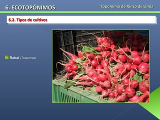 6. ECOTOPÓNIMOS
6.2. Tipos de cultivos
6.2. Tipos de cultivos

Rabal (Trasmiras)

Toponimia de Xinzo de Limia

 