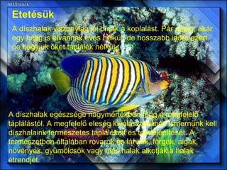 Etetésük A díszhalak viszonylag jól bírják a koplalást. Pár napig, akár egy hétig is elvannak evés nélkül, de hosszabb időre azért ne hagyjuk őket táplálék nélkül.   A díszhalak egészsége nagymértékben függ a megfelelő táplálástól. A megfelelő eleség kiválasztásához ismernünk kell díszhalaink természetes táplálékait és testfelépítését. A természetben általában rovarok és lárváik, férgek, algák, növények, gyümölcsök vagy más halak alkotják a halak étrendjét.   