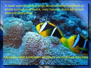 A halak számára fontos, hogy akváriumukban megfelelő és élhető közeget teremtsünk, mely hasonlít vadon élő társaik életkörülményeikhez. Lényeges tehát a megfelelő akváriumi vízi növények telepítése. 