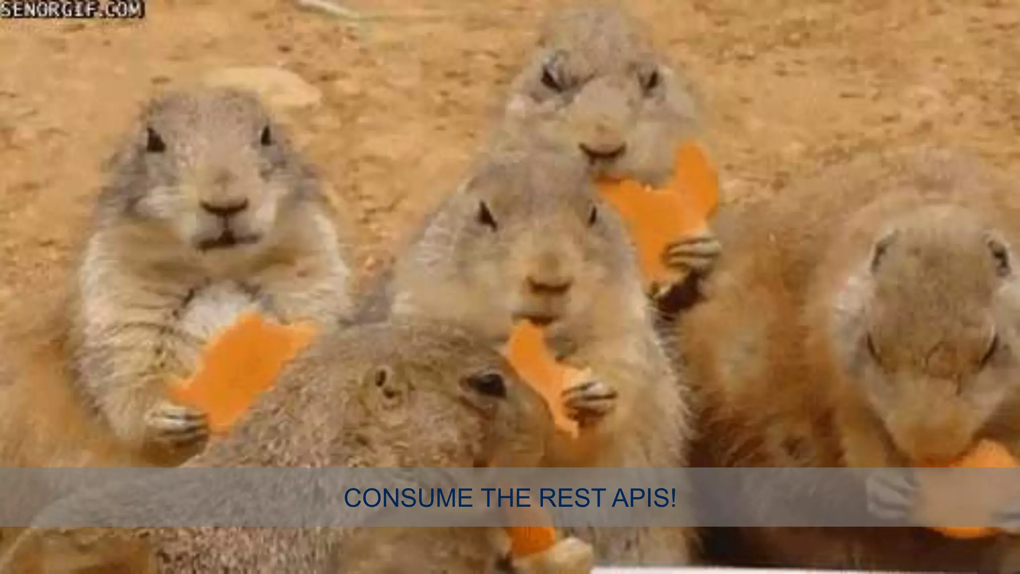 CONSUME THE REST APIS!
 
