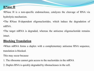 RNase H
•RNase H is a non-specific endonuclease, catalyzes the cleavage of RNA via
hydrolytic mechanism.
•The RNase H-dependent oligonucleotides, which induce the degradation of
mRNA .
•The target mRNA is degraded, whereas the antisense oligonucleotide remains
intact.
Blocking Translation
•When mRNA forms a duplex with a complementary antisense RNA sequence,
translation is blocked.
This may occur because
1. The ribosome cannot gain access to the nucleotides in the mRNA
2. Duplex RNA is quickly degraded by ribonucleases in the cell.
 