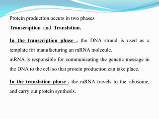 Protein production occurs in two phases
Transcription and Translation.
In the transcription phase , the DNA strand is used as a
template for manufacturing an mRNA molecule.
mRNA is responsible for communicating the genetic message in
the DNA to the cell so that protein production can take place.
In the translation phase , the mRNA travels to the ribosome,
and carry out protein synthesis.
 