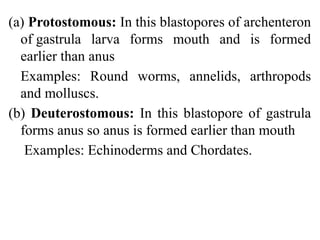 General characteristics of Non-Chordata.pptx