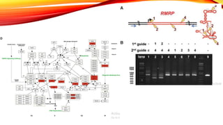 Non coding RNA & diseases | PPTX