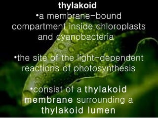thylakoid   a membrane-bound compartment inside chloroplasts and cyanobacteria  the site of the light-dependent reactions of photosynthesis consist of a  thylakoid membrane  surrounding a  thylakoid lumen 