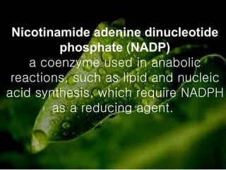 Nicotinamide adenine dinucleotide phosphate  ( NADP) a coenzyme used in anabolic reactions, such as lipid and nucleic acid synthesis, which require NADPH as a reducing agent.  
