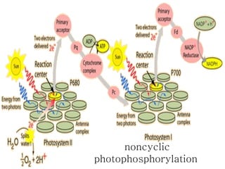 noncyclic photophosphorylation   