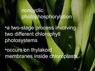 a two-stage process involving two different chlorophyll photosystems  occurs on thylakoid membranes inside chloroplasts  noncyclic photophosphorylation 