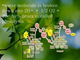 water molecule is broken down into 2H+ + 1/2 O2 + 2e- by a process called photolysis  