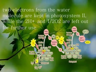 two electrons from the water molecule are kept in photosystem II, while the 2H+ and 1/2O2 are left out for further use   