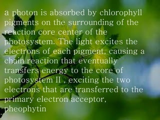 a  photon is absorbed by chlorophyll pigments on the surrounding of the reaction core center of the photosystem. The light excites the electrons of each pigment, causing a chain reaction that eventually transfers energy to the core of photosystem II , exciting the two electrons that are transferred to the primary electron acceptor, pheophytin   