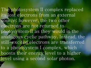 The photosystem II complex replaced its lost electrons from an external source; however, the two other electrons are not returned to photosystem II as they would in the analogous cyclic pathway. Instead, the still-excited electrons are transferred to a photosystem I complex, which boosts their energy level to a higher level using a second solar photon.  