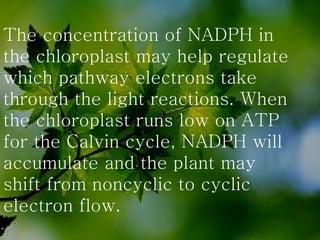 The concentration of NADPH in the chloroplast may help regulate which pathway electrons take through the light reactions. When the chloroplast runs low on ATP for the Calvin cycle, NADPH will accumulate and the plant may shift from noncyclic to cyclic electron flow. 