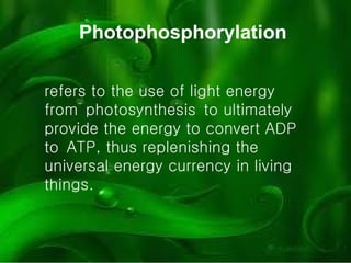 Photophosphorylation refers to the use of light energy from photosynthesis to ultimately provide the energy to convert ADP to ATP, thus replenishing the universal energy currency in living things.   