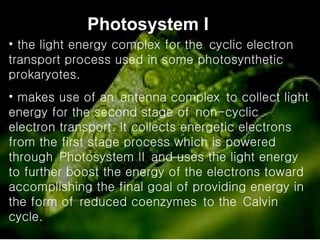 Photosystem I the light energy complex for the cyclic electron transport process used in some photosynthetic prokaryotes.  makes use of an antenna complex to collect light energy for the second stage of non-cyclic electron transport. It collects energetic electrons from the first stage process which is powered through Photosystem II and uses the light energy to further boost the energy of the electrons toward accomplishing the final goal of providing energy in the form of reduced coenzymes to the Calvin cycle.  