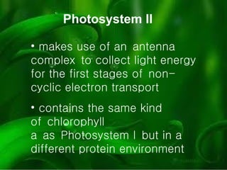 Photosystem II makes use of an antenna complex to collect light energy for the first stages of non-cyclic electron transport contains the same kind of chlorophyll a as Photosystem I but in a different protein environment   
