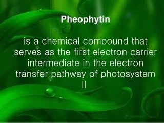 Pheophytin is a chemical compound that serves as the first electron carrier intermediate in the electron transfer pathway of photosystem II  
