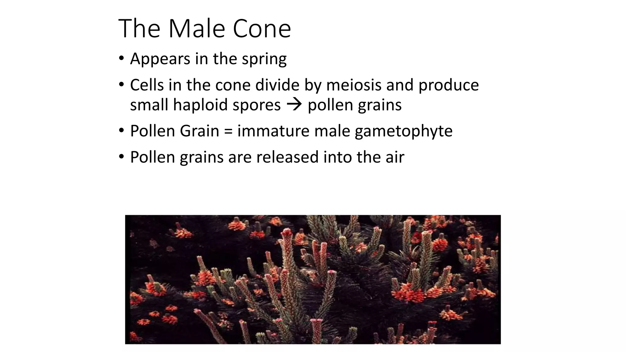 Non flowering plants life cycle | PPTX
