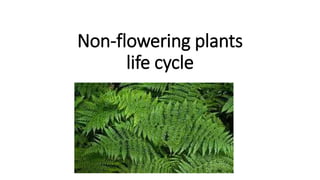 Non-flowering plants
life cycle
 