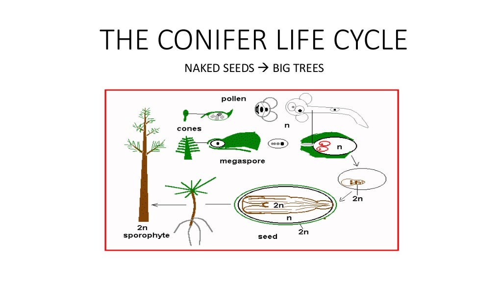Non flowering plants life cycle