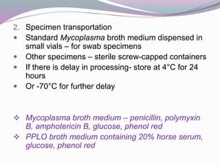 2. Specimen transportation
 Standard Mycoplasma broth medium dispensed in
small vials – for swab specimens
 Other specimens – sterile screw-capped containers
 If there is delay in processing- store at 4°C for 24
hours
 Or -70°C for further delay
 Mycoplasma broth medium – penicillin, polymyxin
B, amphotericin B, glucose, phenol red
 PPLO broth medium containing 20% horse serum,
glucose, phenol red
 
