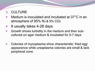 3. CULTURE
 Medium is inoculated and incubated at 37°C in an
atmosphere of 95% N2 & 5% CO2
 It usually takes 4-28 days
 Growth shows turbidity in the medium and then sub-
cultured on agar medium & incubated for 5-7 days
 Colonies of mycoplasma show characteristic ‘fried egg’
appearance while ureaplasma colonies are small & lack
peripheral zone.
 