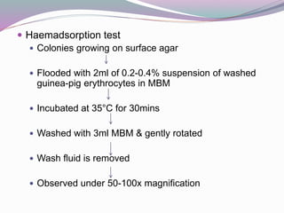  Haemadsorption test
 Colonies growing on surface agar
 Flooded with 2ml of 0.2-0.4% suspension of washed
guinea-pig erythrocytes in MBM
 Incubated at 35°C for 30mins
 Washed with 3ml MBM & gently rotated
 Wash fluid is removed
 Observed under 50-100x magnification
 