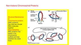 Non-histone Chromosomal Proteins
Structural Maintenance
of
Chromosome proteins
(SMC proteins)
Can hold two circular
DNA molecules
together
Most interesting:
SMC proteins may
reside in the
chromosome
scaffold and help
establish the radial
loops
 