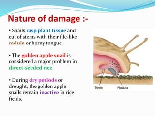 Snail Rasping Non insect pests | PPTX