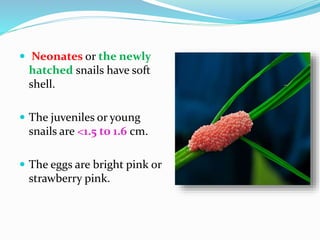 Non insect pests | PPTX